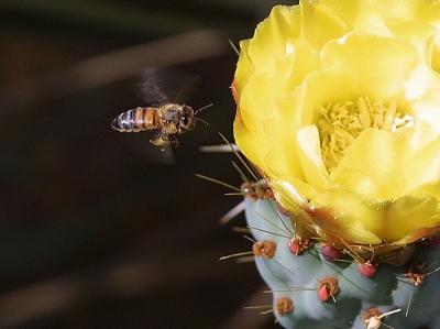 Download free insect animal bee flower yellow cactus spine image