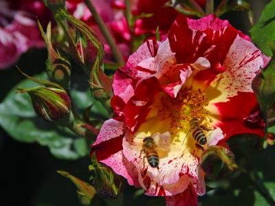 Download free insect animal bee flower image