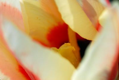 Download free flower petal image