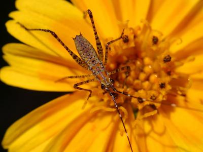Download free insect animal flower image