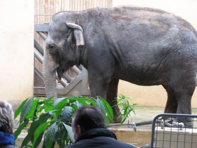 Download free animal elefant image