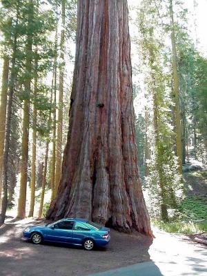 Download free tree car image