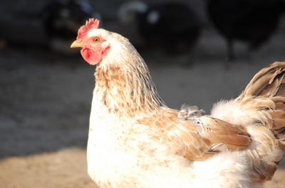 Download free animal chicken image
