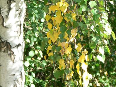 Download free tree leaf image