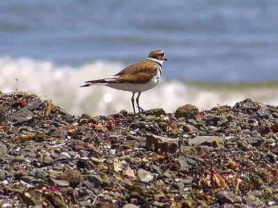 Download free sea bird rock image