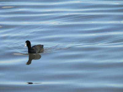 Download free animal water bird wave image