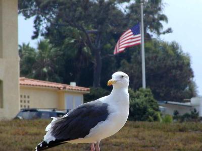 Download free animal flag bird image