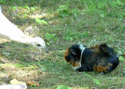 Download free animal bird guinea pig image