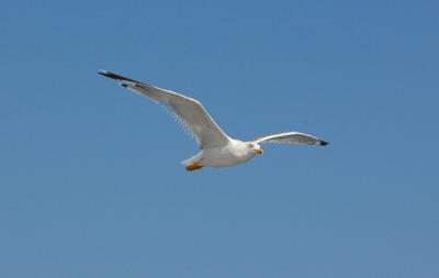 Download free animal blue sky bird image