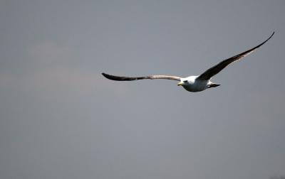 Download free animal blue sky bird image