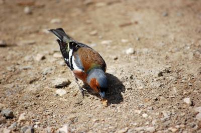 Download free animal sand stone bird image