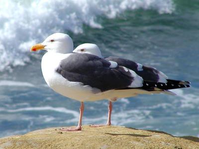 Download free animal bird wave image
