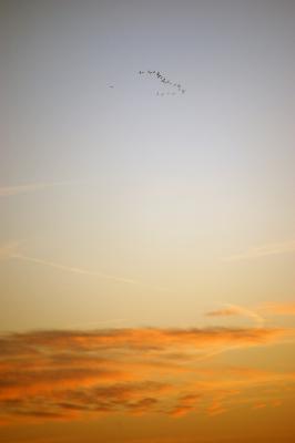 Download free animal sky cloud bird image