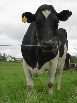 Download free animal cow image