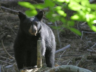 Download free animal bear black image