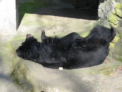 Download free animal bear black image