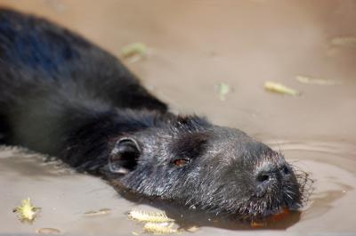 Download free animal beaver image