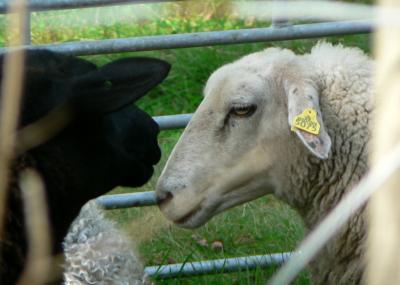 Download free animal sheep image