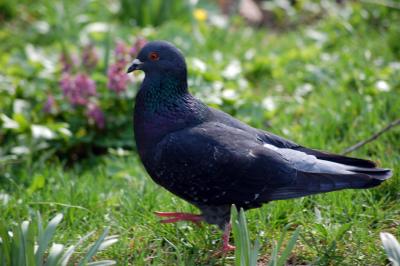 Download free animal grass bird pigeon image