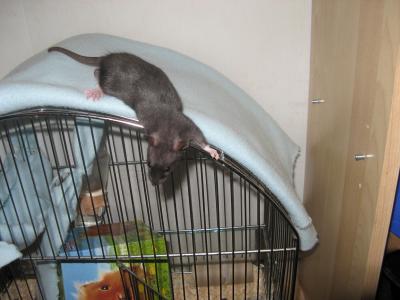 Download free animal rat image