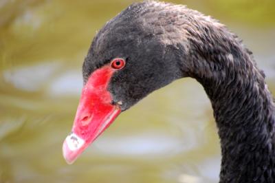 Download free animal swan image