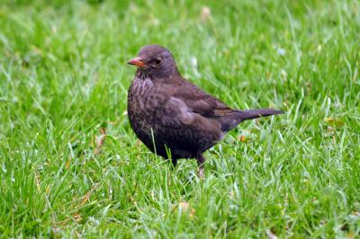Download free animal grass bird image