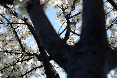 Download free tree flower white image