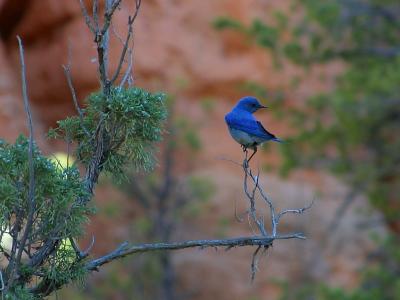 Download free tree blue bird image