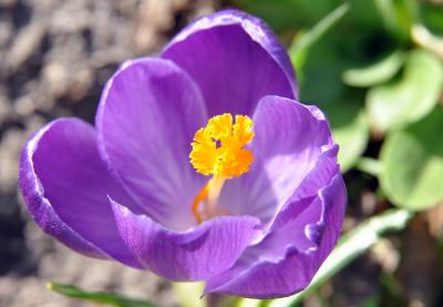Download free flower purple petal image