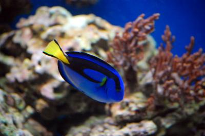 Download free animal fish blue image