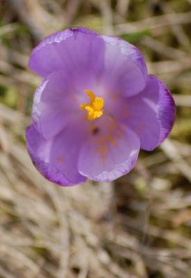 Download free flower purple image