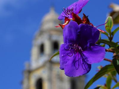 Download free flower purple building image