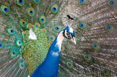 Download free animal bird peacock image