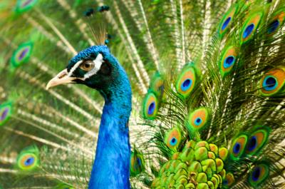 Download free animal bird peacock image