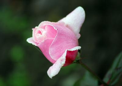 Download free flower pink image