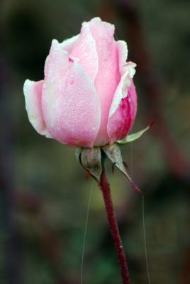 Download free flower pink image