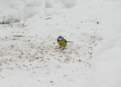 Download free animal snow bird image