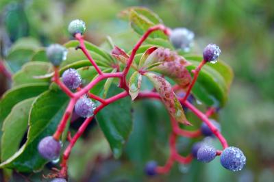 Download free leaf fruit food plant blueberry image
