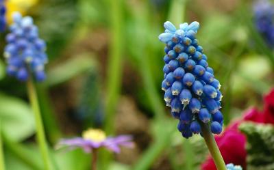Download free flower blue plant image