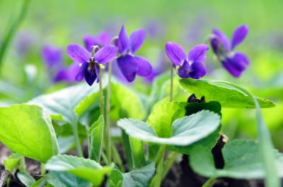 Download free leaf flower purple petal image