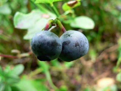 Download free food blueberry image