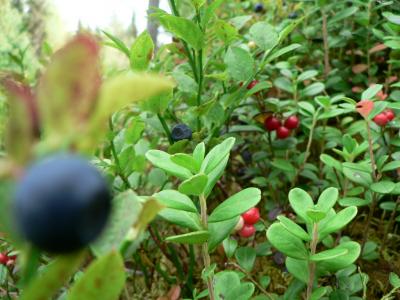 Download free leaf food blueberry image