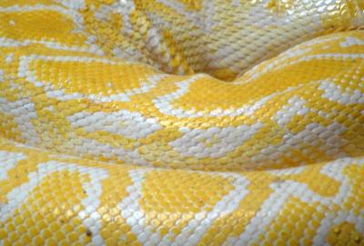 Download free snake skin image