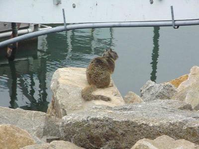 Download free harbour rock squirrel image