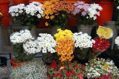 Download free flower plant image